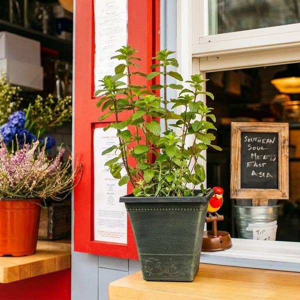 Vibrant restaurant exterior with potted plants and a chalkboard sign advertising "Southern Soul Meets East Asia".